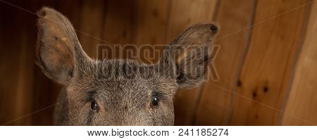 Stuffed Wild Boar's Head With A Grinning Mouth. Stuffed Wild Boar's Head With A Grinning Mouth