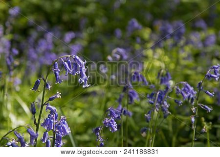 Native English Bluebells In Sussex Woodland During Springtime.