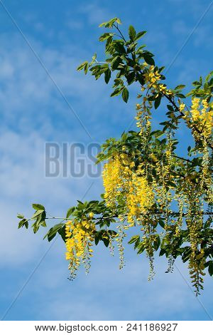 Laburnum Tree In Flower With Pendulous Yellow Racernes, Against Blue Sky.