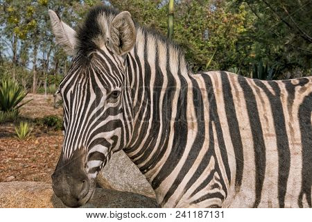 Portrait Of Zebra. Lubango. Angola.