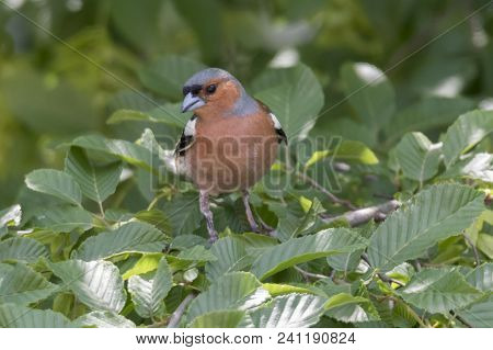 Finch Fringilla Coelebs Bird On Tree