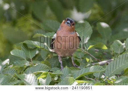Finch Fringilla Coelebs Bird On Tree