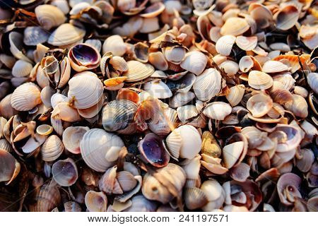 Many Shells Are Sold In The Fresh Market