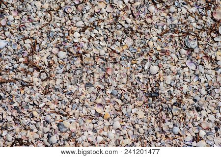 Many Shells Are Sold In The Fresh Market