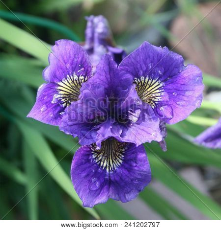 Flower Of A Species Of Iris. Place Dwelling Field, Swamp. Close-up, On A Blurred Background Of Leave
