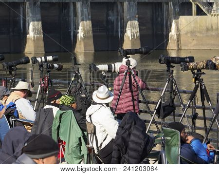 Conowingo, Maryland, Usa - November 17,2016: Wildlife Photographers Gather At Conowingo Dam On The S