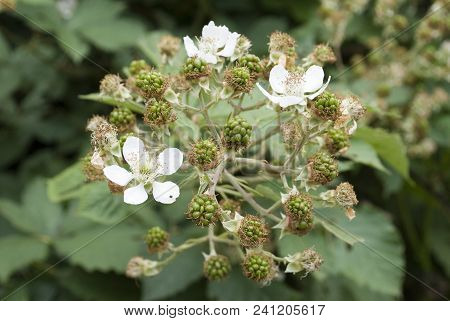 Blackberry (ozhina) Blooms With White Flowers, Close-up