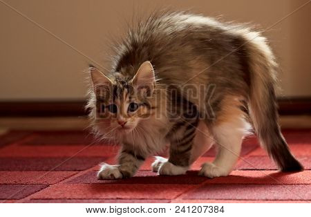 Norwegian Forest Cat Kitten Arched Its Back. She Has An Enemy Somewhere