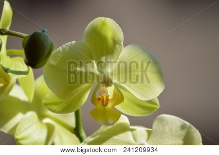Orchid Phalaenopsis Aphrodite Yellow. Photographing First Person Of A Flower. Nature Orchid Botanica