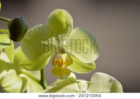 Orchid Phalaenopsis Aphrodite Yellow. Photographing First Person Of A Flower. Nature Orchid Botanica