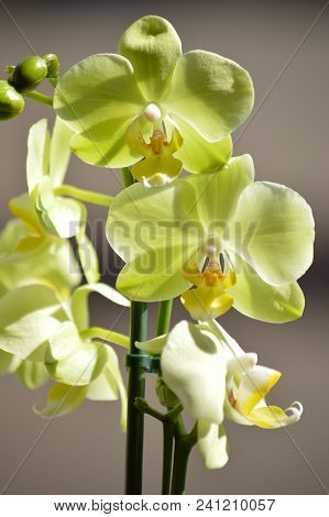 Orchid Phalaenopsis Aphrodite Yellow. Photograph Of A Stick Replete With Various Flowers. Nature Orc