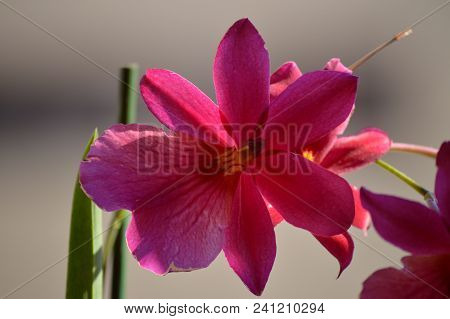 Orchid Dendrobium Berry Oda Pink Red Photograph Of A Single Flower. Nature Orchid Botanical Biology 