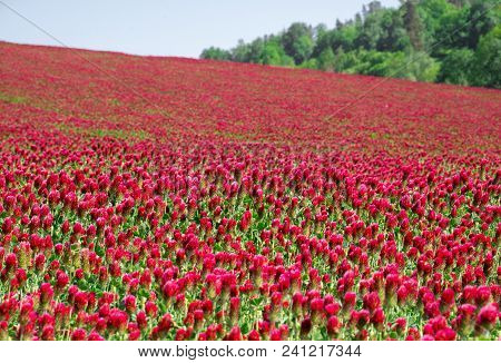 A Meadow Full Of Italian Clover (trifolium Incarnatum) With A Small Depth Of Field And Slightly Blur
