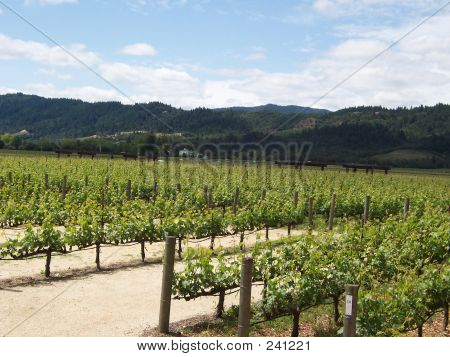 Vigneto