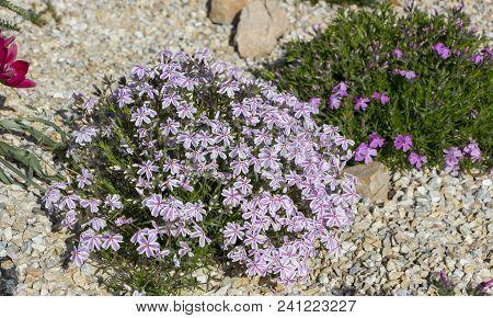 Floral Background From The Phlox Of The Subulate.