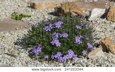 Floral Background From The Phlox Of The Subulate.