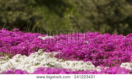 Floral Background From The Phlox Of The Subulate.