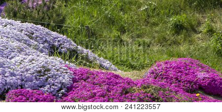 Floral Background From The Phlox Of The Subulate.