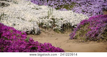 Floral Background From The Phlox Of The Subulate.