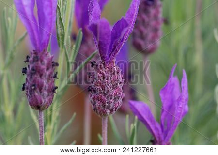 Close Up Of Beautiful Purple French Lavender Flowers In A Field With Selecive Focus And Space For Te