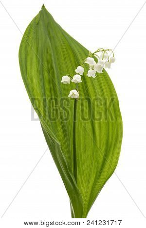 White Flower Of Lily Of The Valley, Lat. Convallaria Majalis, Isolated On White