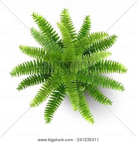 Top View Of Houseplant Fern In A Pot.