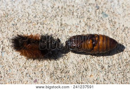The Exoskeleton Of A Woolly Bear Caterpillar Or Isabella Tiger Moth Next To A Smooth Brown Cocoon. T