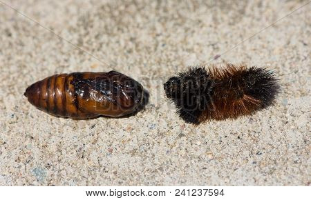 The Exoskeleton Of Pyrrharctia Isabella Or The Woolly Bear Caterpillar Next To A Medium Brown Cocoon