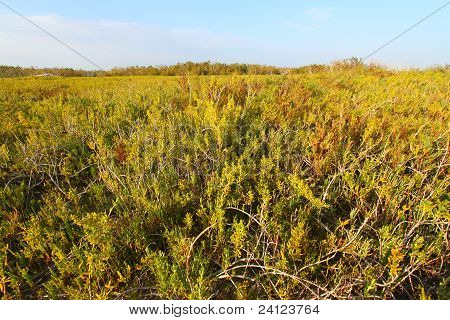 Kystnære Prairie Trail - Everglades