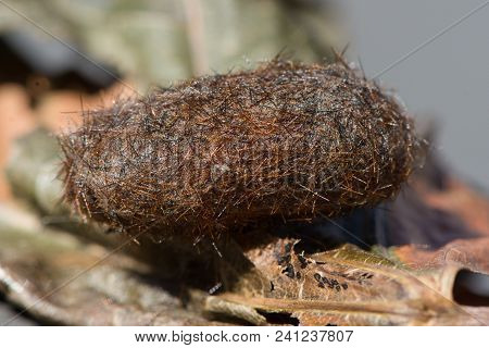Side View Of An Isabella Tiger Moth Or Woolly Bear Caterpillar Cocoon.  The Case Is Resting On A Pil