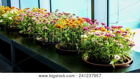 The Dahlia Green In Office Glass Building