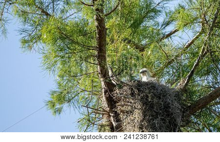 Fuzzy Head Of A Swallow-tailed Kite Elanoides Forficatus Chick