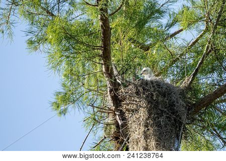 Fuzzy Head Of A Swallow-tailed Kite Elanoides Forficatus Chick