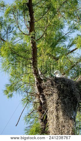 Fuzzy Head Of A Swallow-tailed Kite Elanoides Forficatus Chick