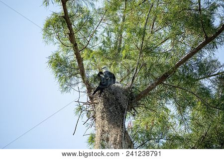 Fuzzy Head Of A Swallow-tailed Kite Elanoides Forficatus Chick