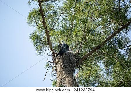Fuzzy Head Of A Swallow-tailed Kite Elanoides Forficatus Chick