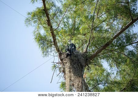Female Swallow-tailed Kite Elanoides Forficatus Sits On A Nest In Naples, Florida