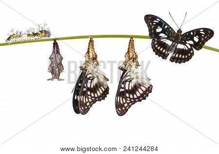 Isolated Transformation From Chrysalis Of Black-veined Sergeant Butterfly ( Athyma Ranga ) Hanging O