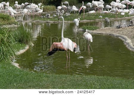 Flamingoer i solrige stemning