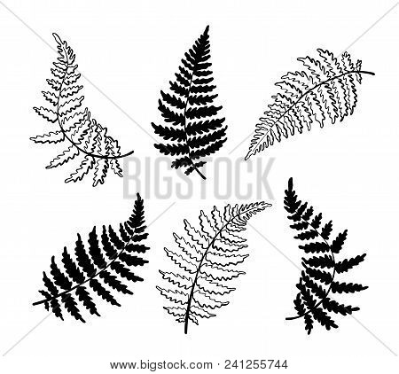 Vector Botanical Illustration Of Fern Leaf. Isolated Outline Modern Drawing Of Tropical Plant. Set O
