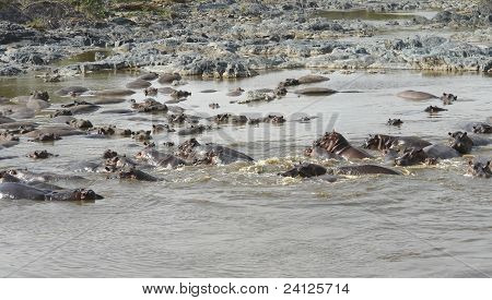 Viele Ofswimming Hippos