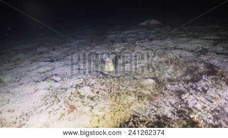 Snake Eel Poking Its Head Out Of The Sand. Sea Eel In The Natural Environment. Philippines, Mindoro.