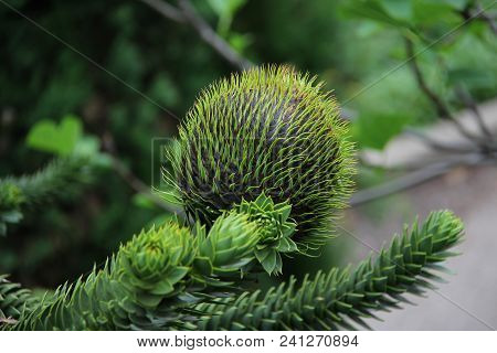 Araucaria Araucaria / Monkey Puzzle Tree Araucaria Araucaria