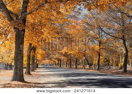 Autumn In Mount Macedon