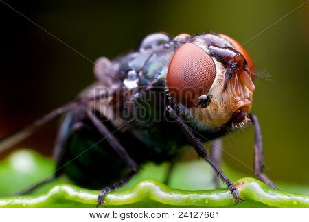 Housefly