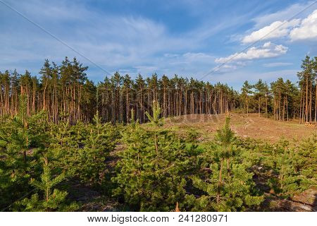 Young Pine Trees Planted On The Site Of Cut Trees.young Pines