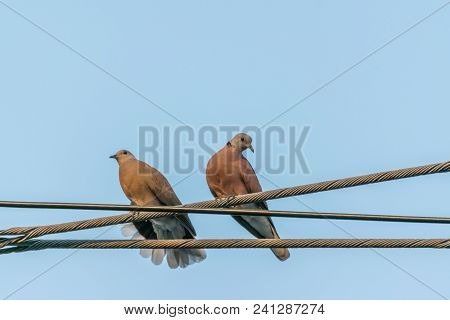 Bird (dove, Pigeon Or Disambiguation) In A City