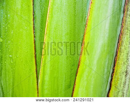 Texture On Body Of Traveler's Palm, Ravenala Banana