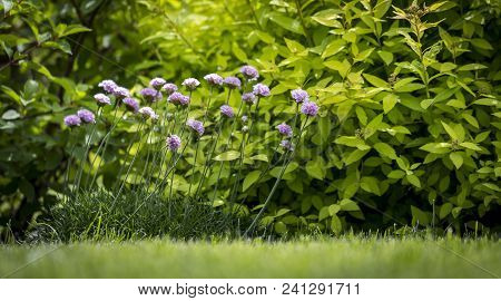 Carnations Are Beautiful Flowers For Your Garden