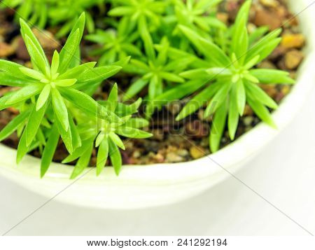 Succulent Plant Stonecrop, Fresh Leaves Detail Of Sedum Angelina